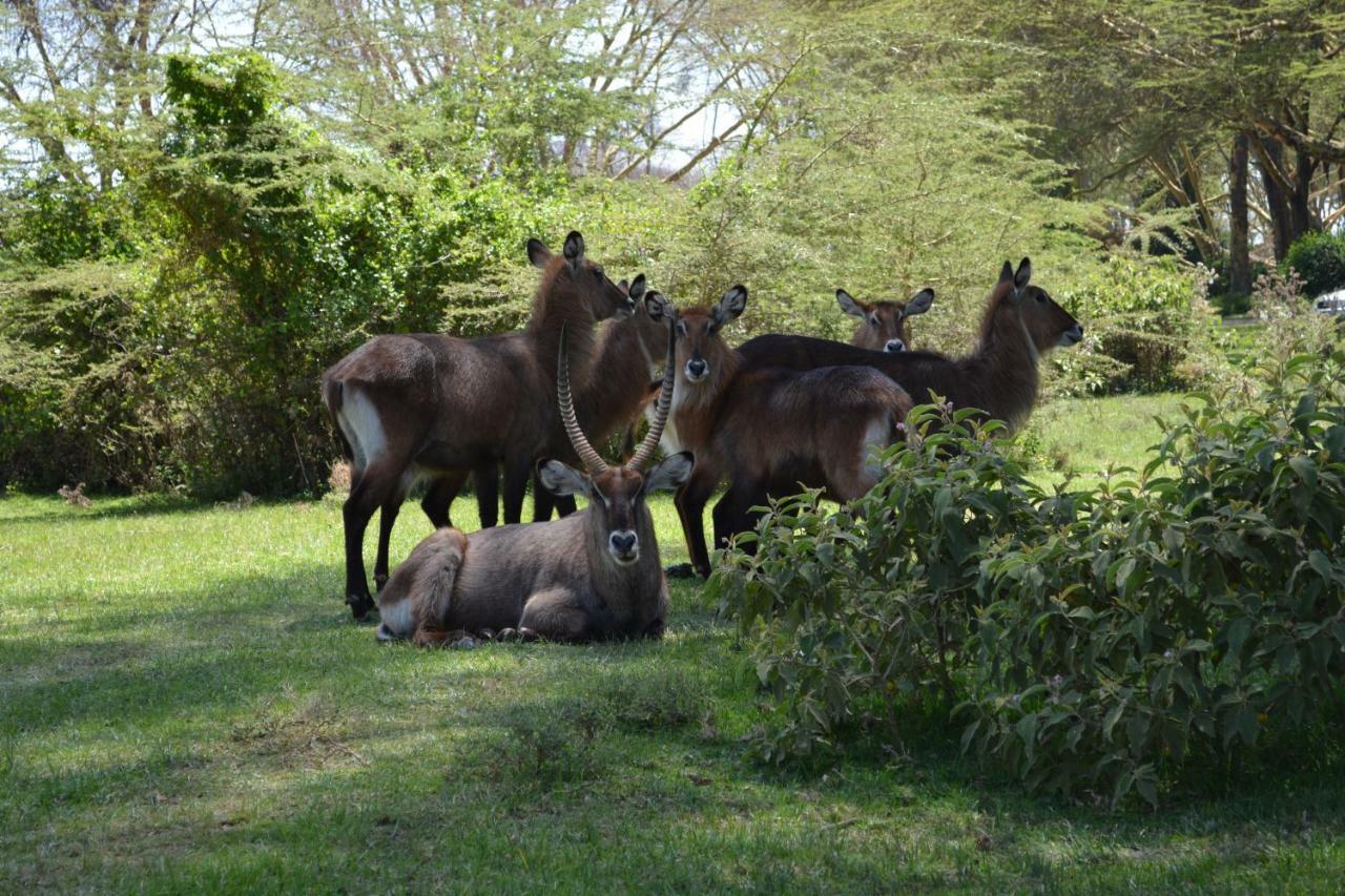 Lake Naivasha Crescent Camp Eksteriør bilde